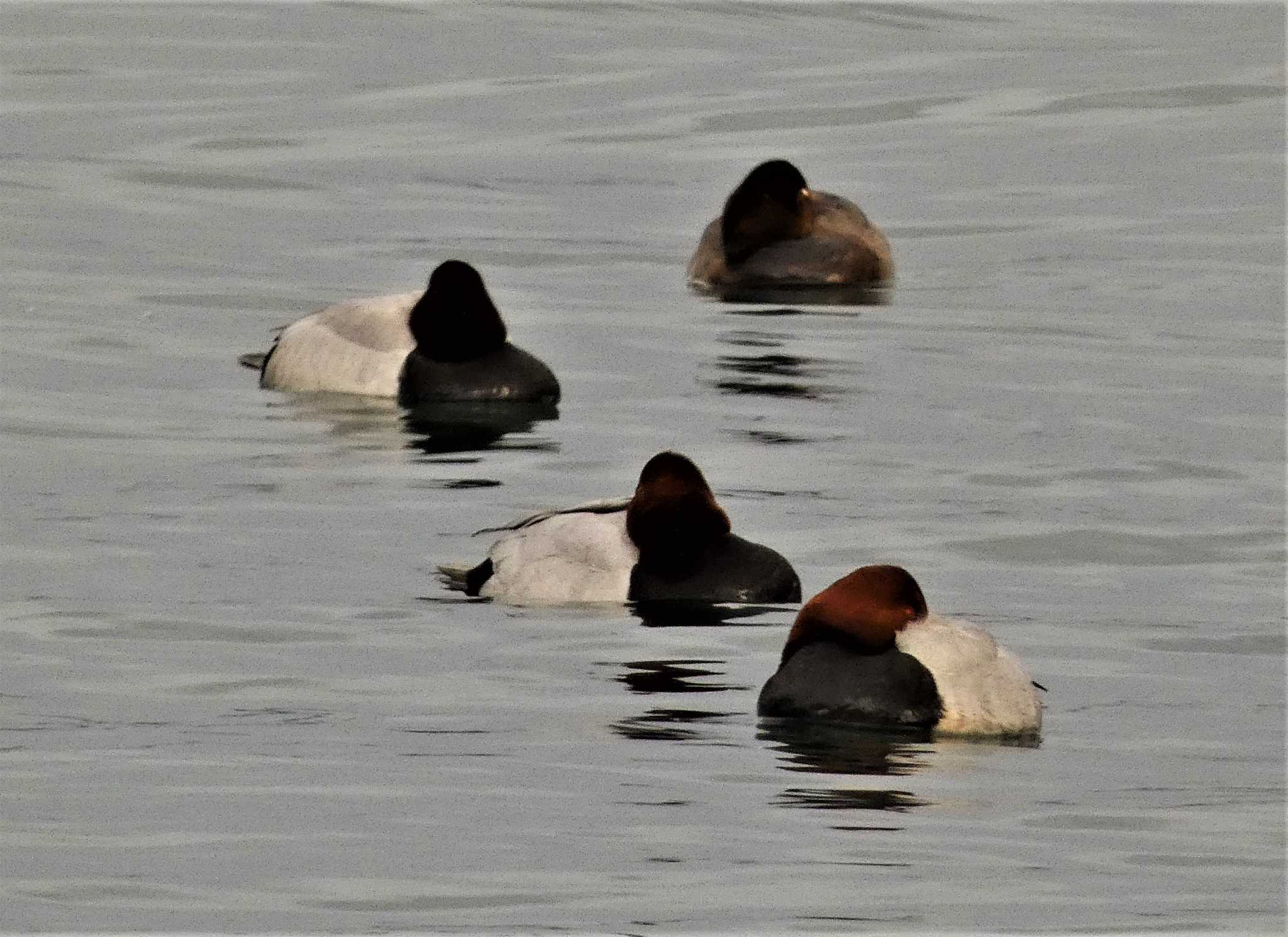 Common Pochard