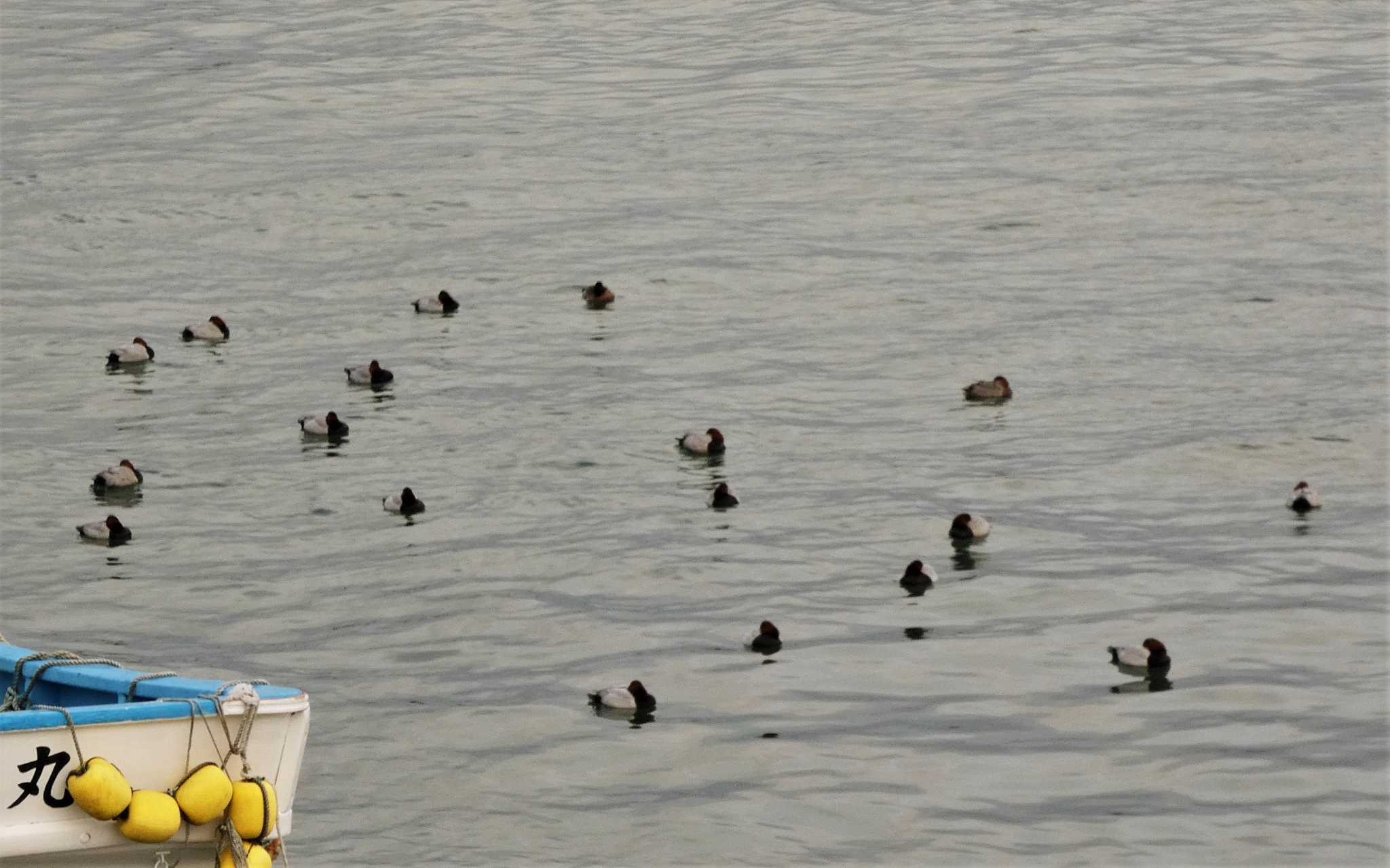 Common Pochard