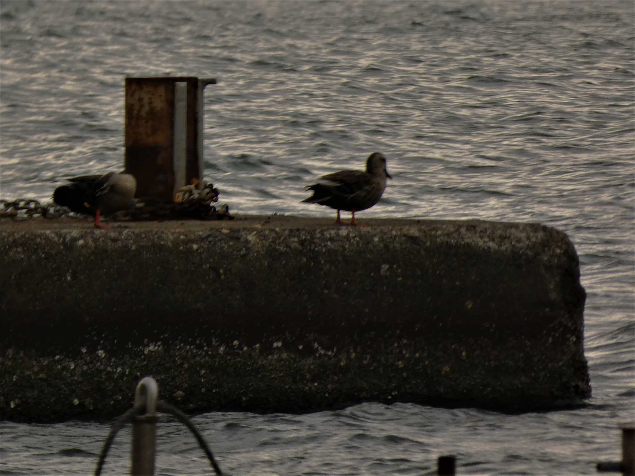 Photo of Eastern Spot-billed Duck at 金沢港 by koshi