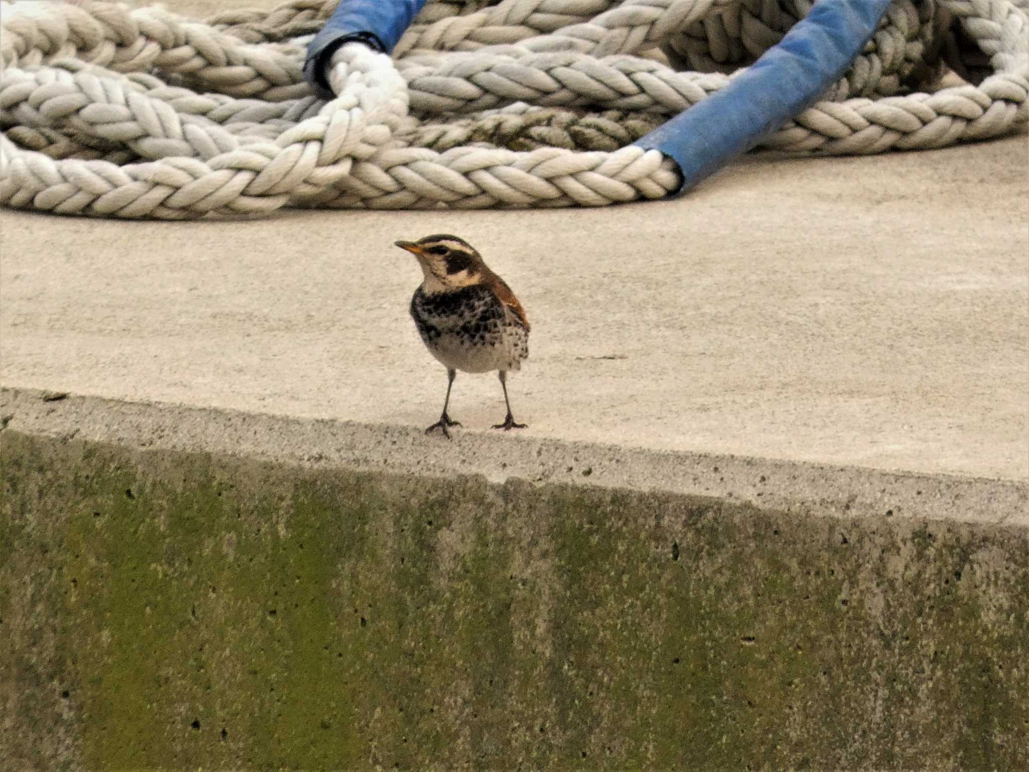 Dusky Thrush