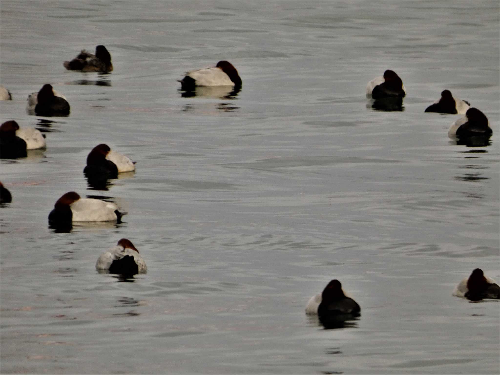 Common Pochard