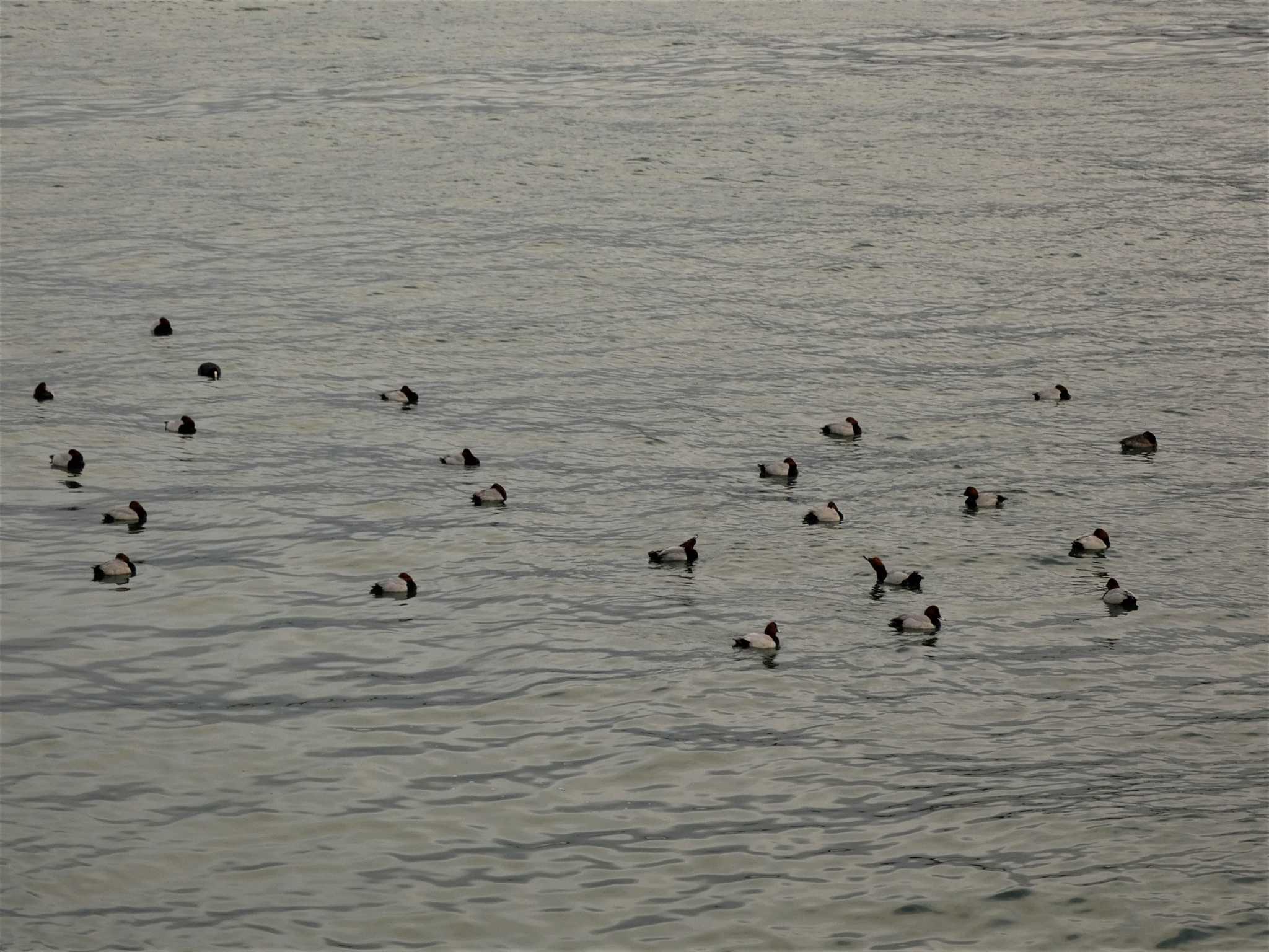 Common Pochard