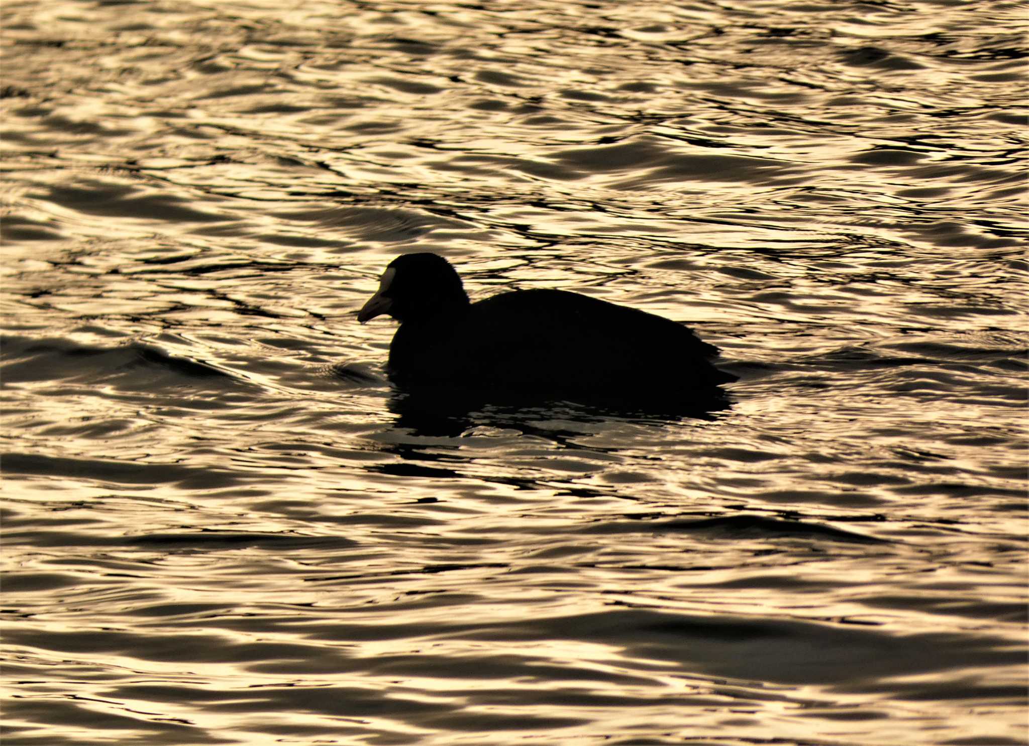 Eurasian Coot