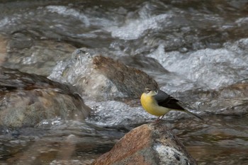 Grey Wagtail 平成榛原子供のもり公園 Sat, 11/4/2017