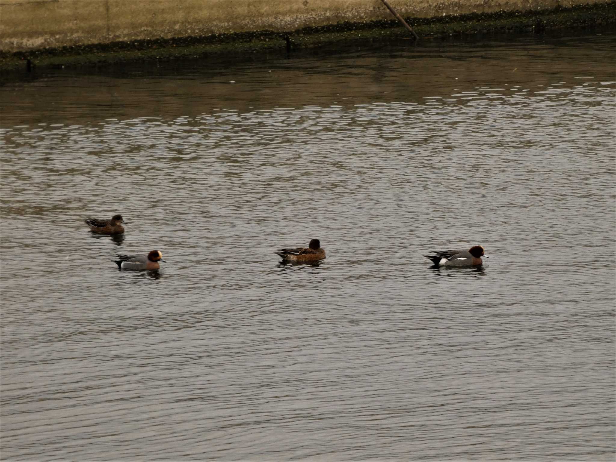 Photo of Eurasian Wigeon at 金沢港 by koshi