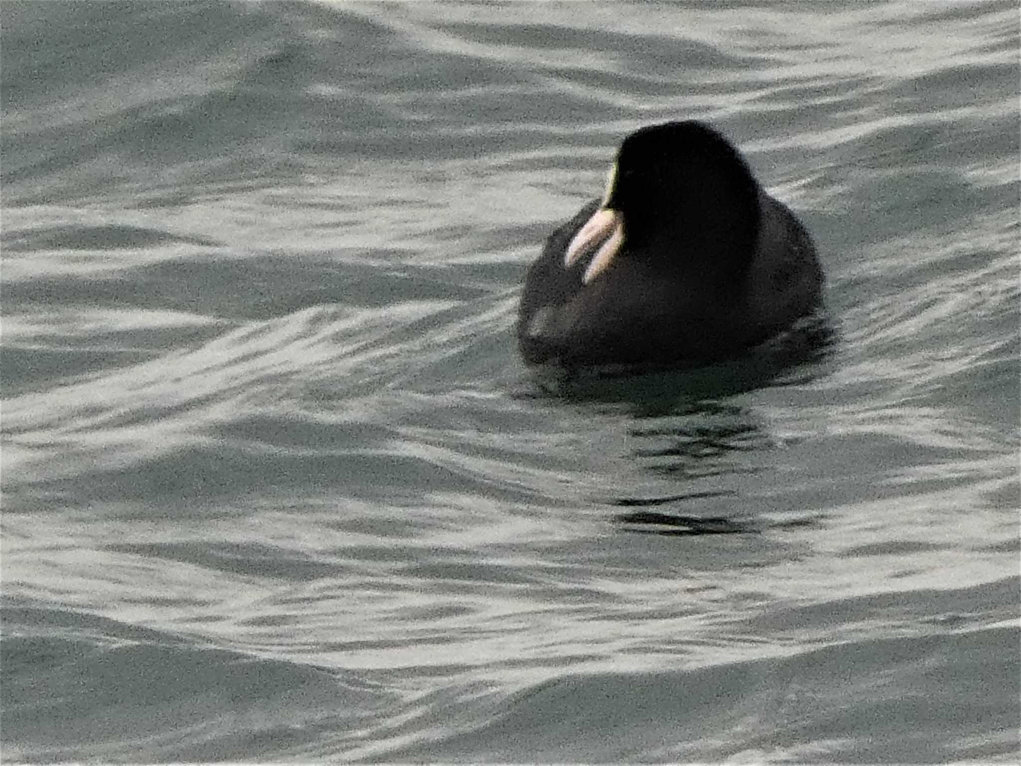 Photo of Eurasian Coot at 金沢港 by koshi