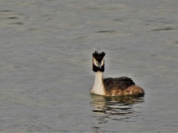 カンムリカイツブリ 金沢港 2022年3月3日(木)