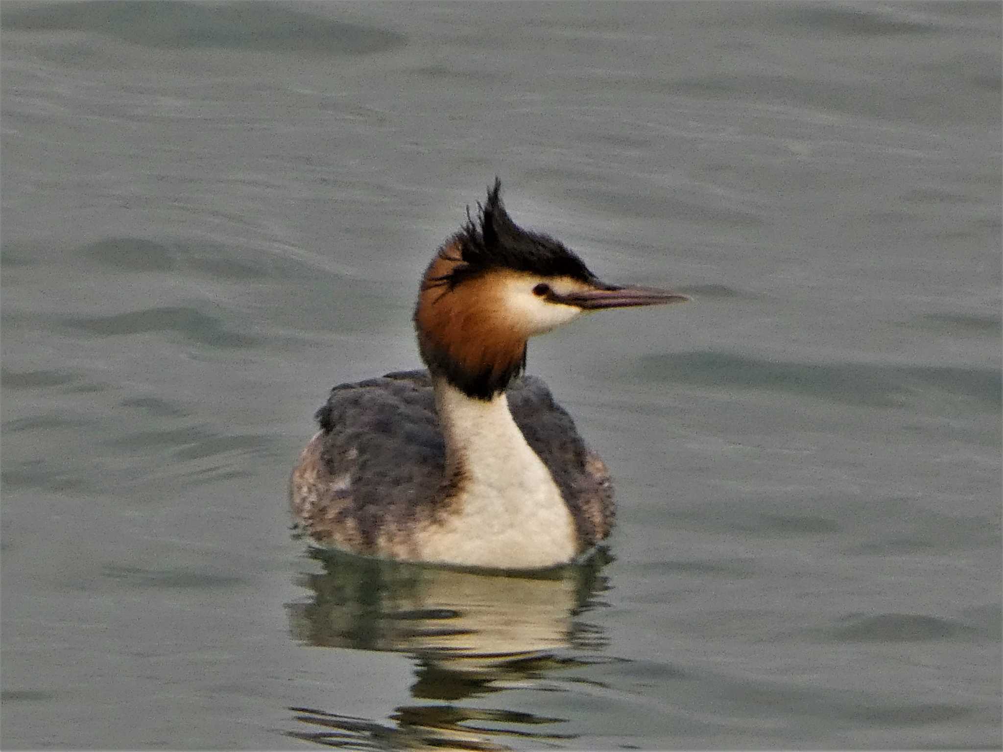 Photo of Great Crested Grebe at 金沢港 by koshi