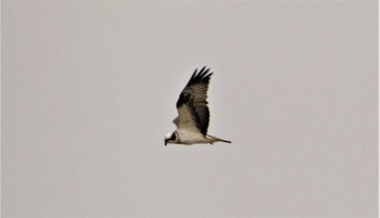 Thu, 3/3/2022 Birding report at 金沢港