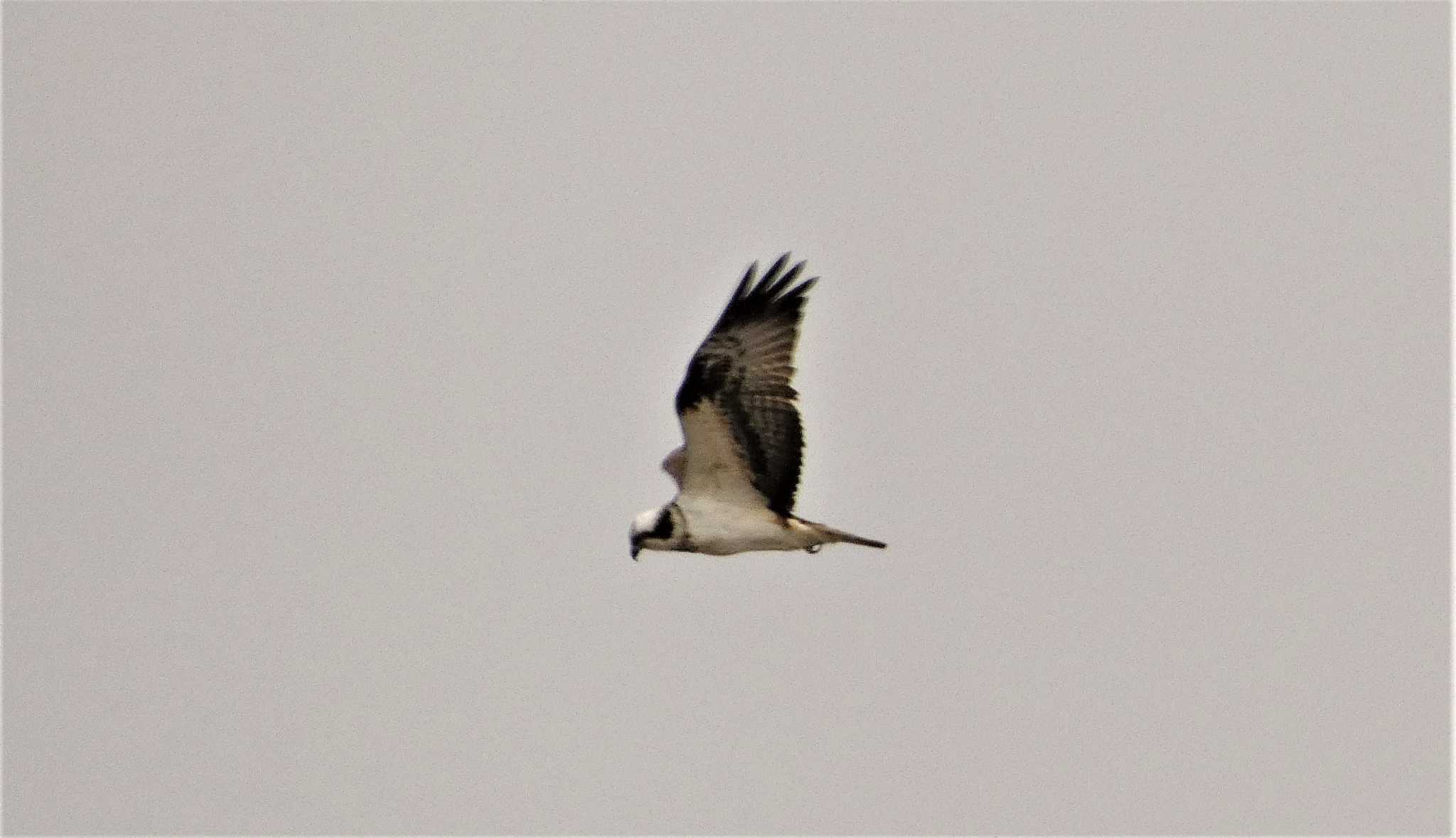 Osprey