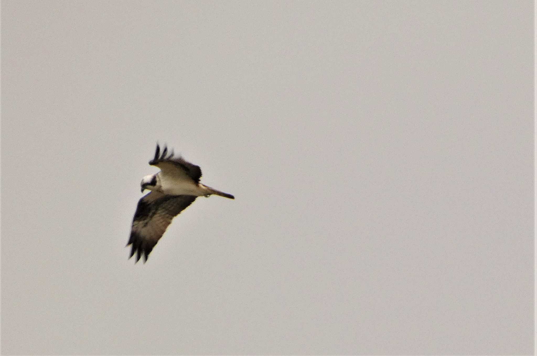 Photo of Osprey at 金沢港 by koshi