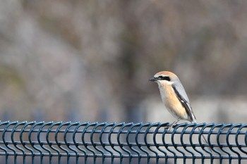 Bull-headed Shrike 静岡県 大池(磐田市) Sat, 2/12/2022