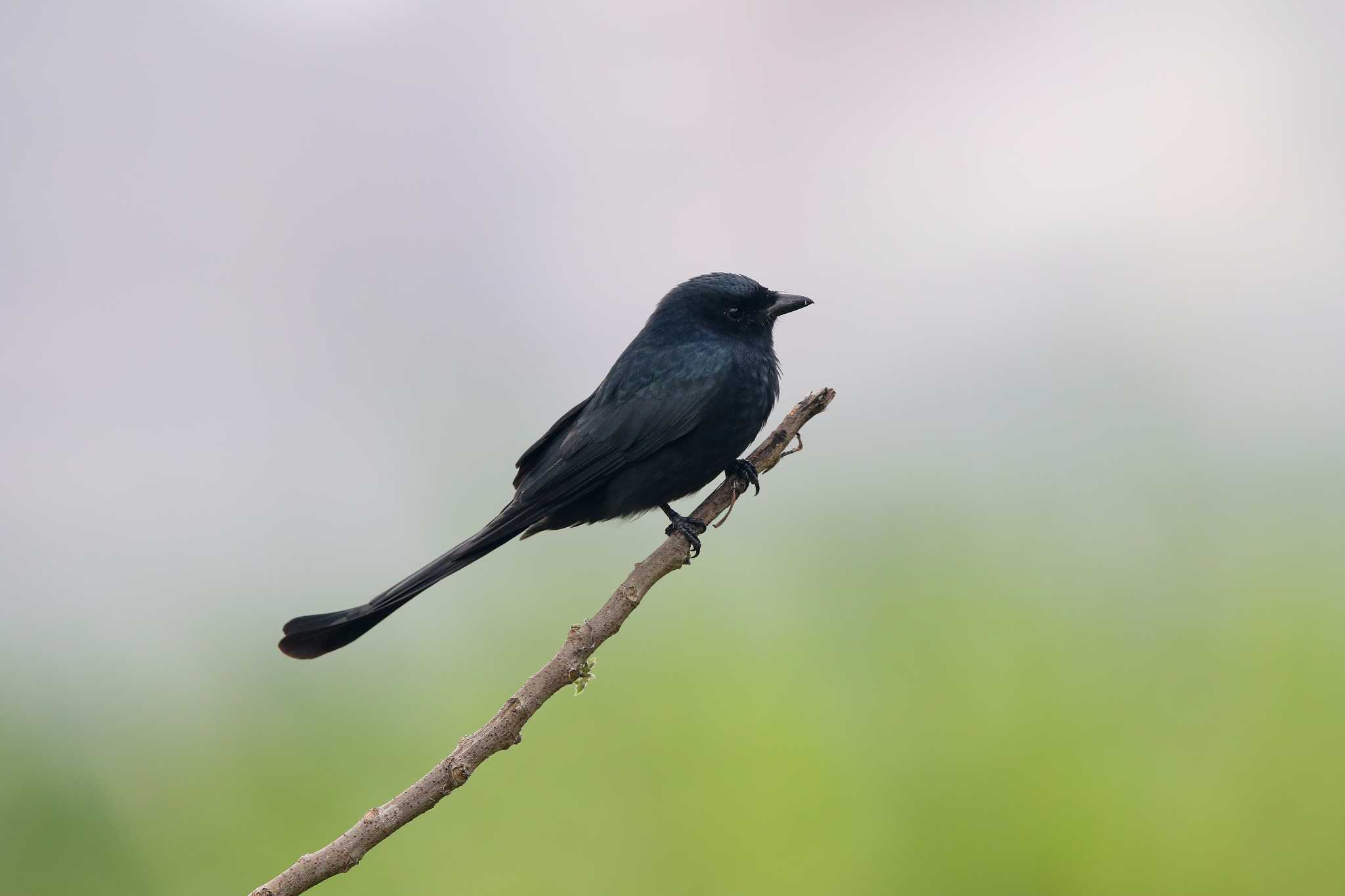 Photo of Black Drongo at 華江雁鴨自然公園 by Trio