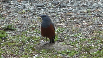 Blue Rock Thrush 五十鈴公園 Sat, 4/2/2022