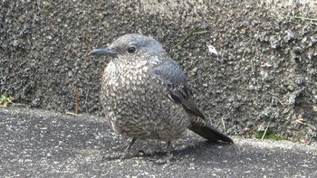 Blue Rock Thrush 五十鈴公園 Sat, 4/2/2022