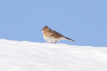 ヒバリ 定山渓 2022年4月3日(日)