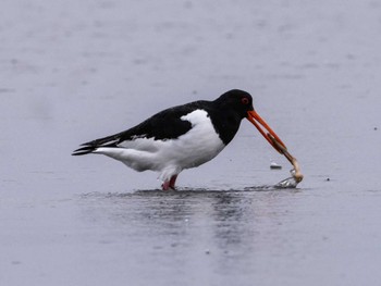 Eurasian Oystercatcher Sambanze Tideland Sun, 4/3/2022