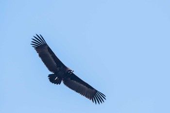 クロハゲワシ 長崎県諫早市 2017年11月3日(金)