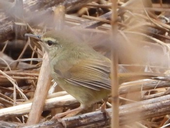 ウグイス 秋ヶ瀬公園付近 2022年4月3日(日)