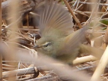 ウグイス 秋ヶ瀬公園付近 2022年4月3日(日)