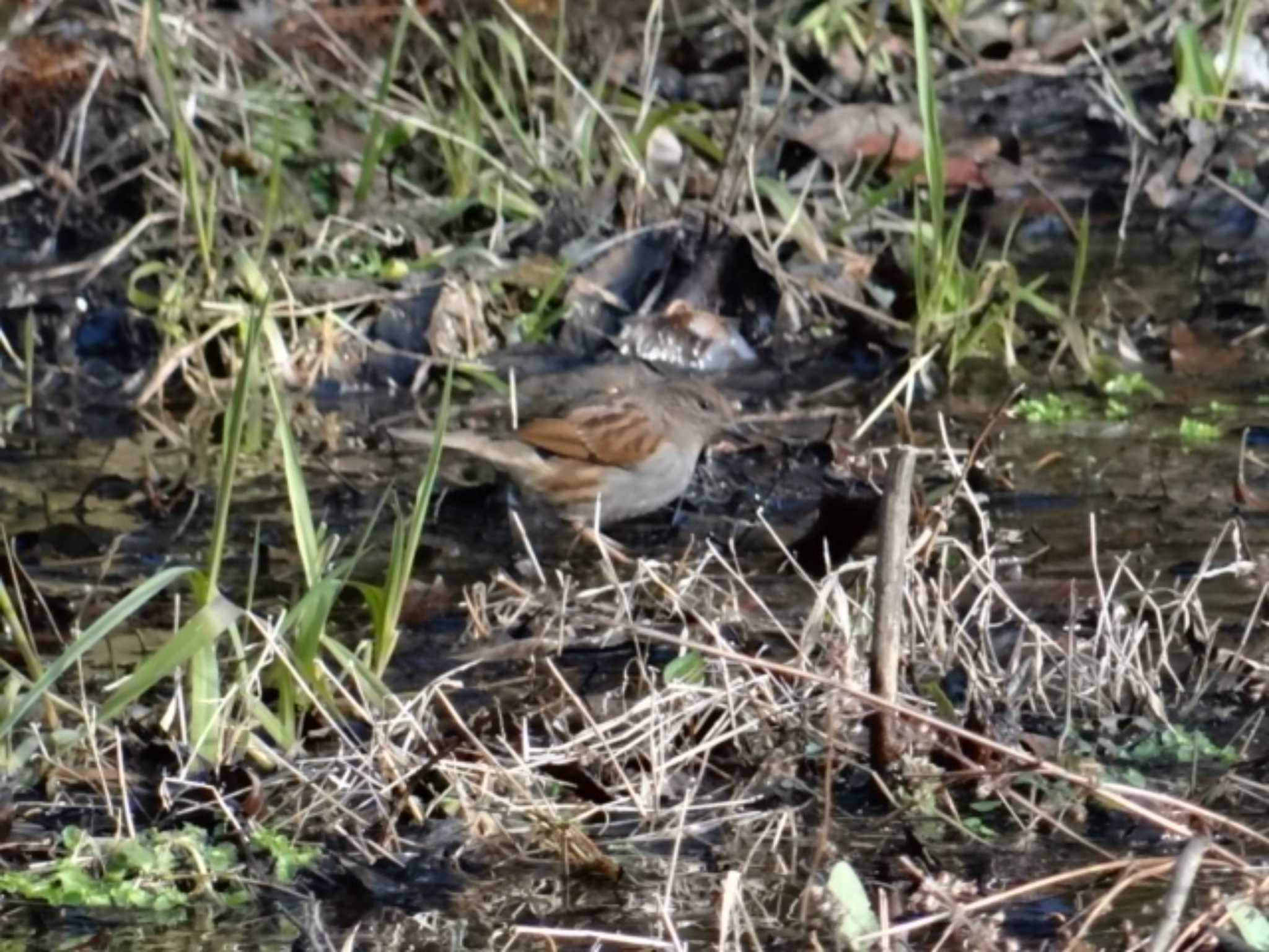 カヤクグリ