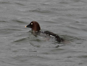 2018年2月10日(土) 安濃川河口の野鳥観察記録