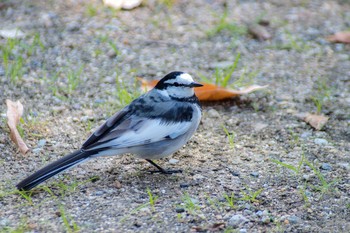 White Wagtail Unknown Spots Sun, 11/5/2017