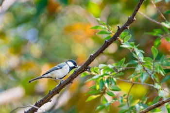 Japanese Tit Unknown Spots Sun, 11/5/2017