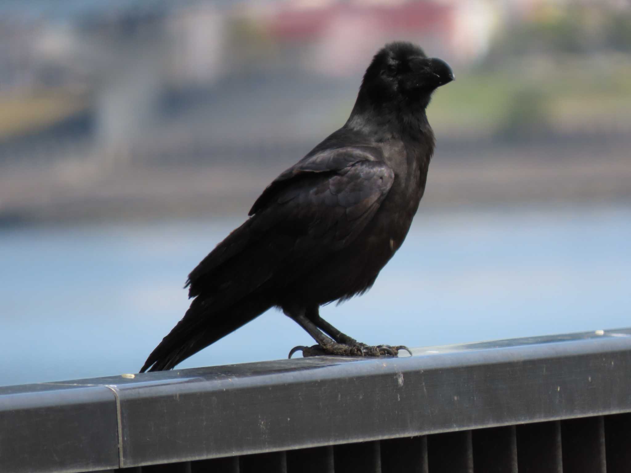 新木場緑道公園(東京都江東区) ハシブトガラスの写真 by のぐち