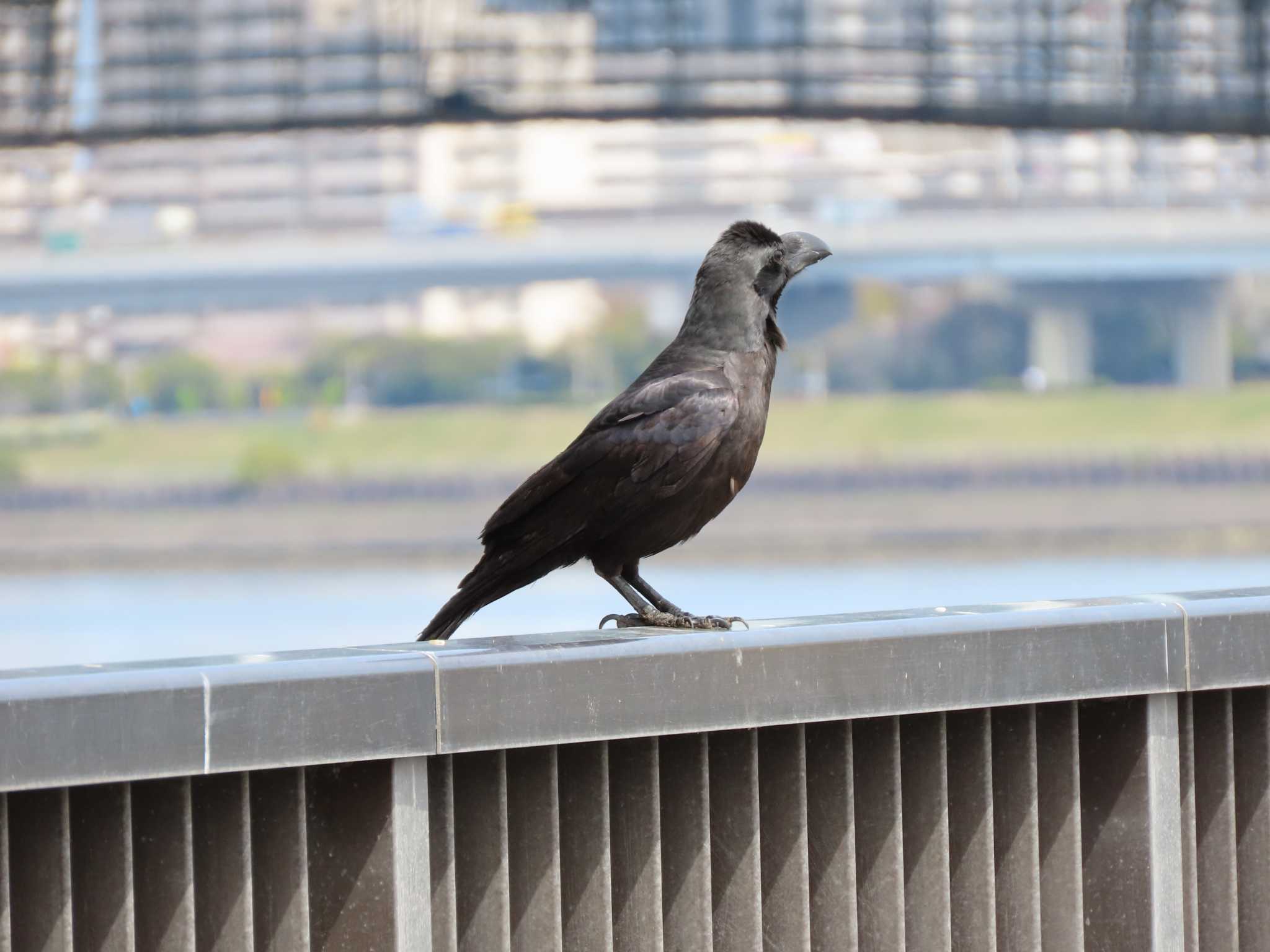 新木場緑道公園(東京都江東区) ハシブトガラスの写真 by のぐち