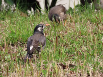 2022年4月2日(土) 仙台堀川公園(江東区)の野鳥観察記録