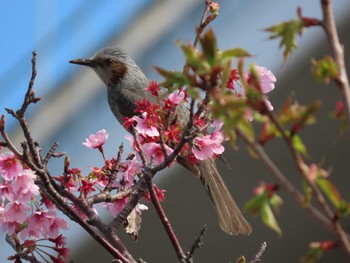 2022年4月2日(土) 新木場緑道公園(東京都江東区)の野鳥観察記録