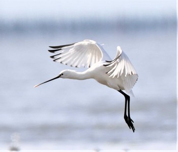 Black-faced Spoonbill 有明海 Sat, 4/2/2022