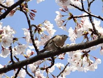 2011年4月16日(土) じゅんさい池公園の野鳥観察記録