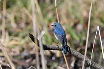 Red-flanked Bluetail Kitamoto Nature Observation Park Wed, 2/23/2022