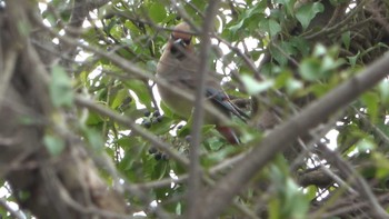 Japanese Waxwing 五十鈴公園 Sat, 4/2/2022