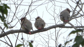 Japanese Waxwing 五十鈴公園 Sat, 4/2/2022