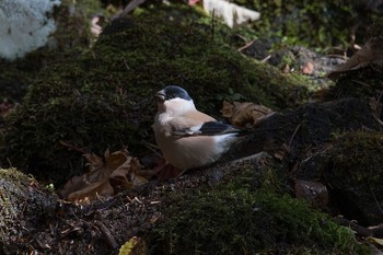 ウソ 静岡県 ２合目付近 2017年11月7日(火)