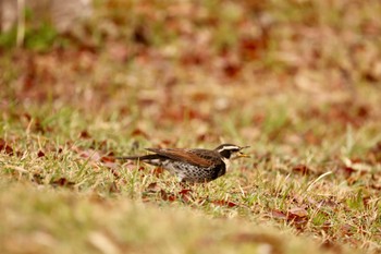 ツグミ 生田緑地 2022年4月3日(日)