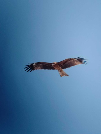 Black Kite Unknown Spots Sun, 4/3/2022