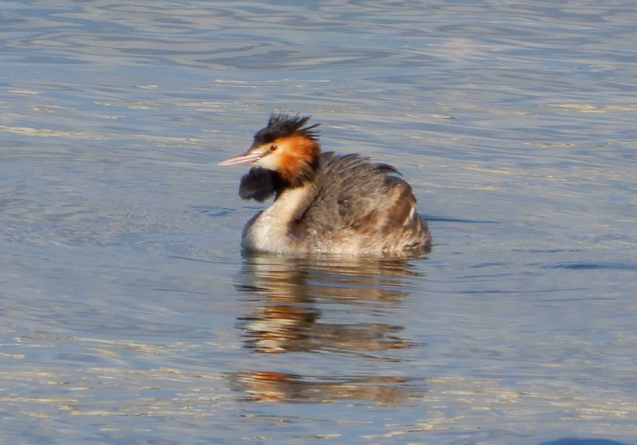 Great Crested Grebe