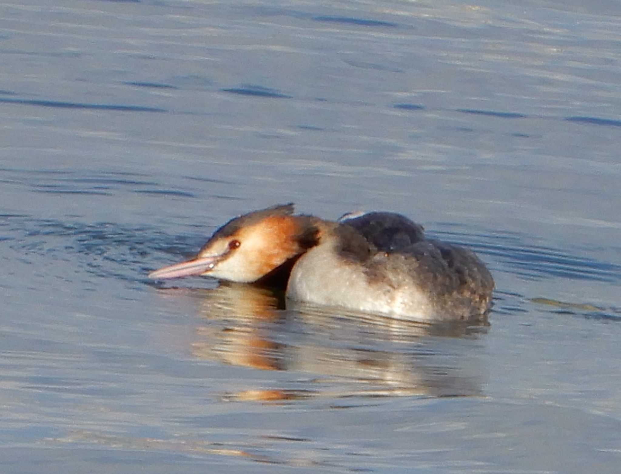 Photo of Great Crested Grebe at Kasai Rinkai Park by woodnote1957