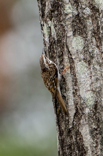 Eurasian Treecreeper 朽木いきものふれあいの里 Sun, 4/3/2022