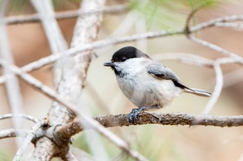 2022年4月3日(日) 朽木いきものふれあいの里の野鳥観察記録