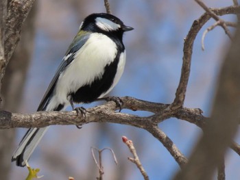 シジュウカラ 真駒内公園 2022年4月3日(日)