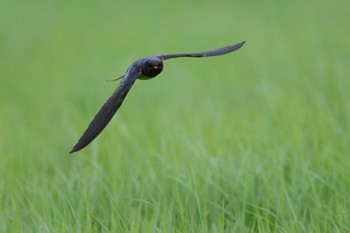 Barn Swallow Iriomote Island(Iriomotejima) Fri, 3/25/2022