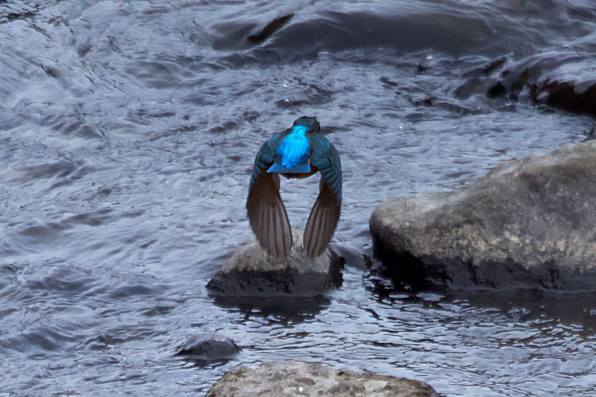 Photo of Common Kingfisher at 境川遊水地公園 by アポちん