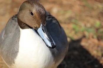 オナガガモ 大宮公園 2022年3月5日(土)