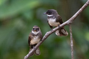 Malaysian Pied Fantail Singapore Botanic Gardens Sun, 4/3/2022