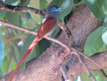 African Paradise Flycatcher ザンビア Tue, 12/3/2013